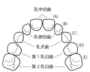 インビザラインファーストを始める基準(乳歯)