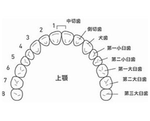 第二期治療を
始める基準(永久歯)