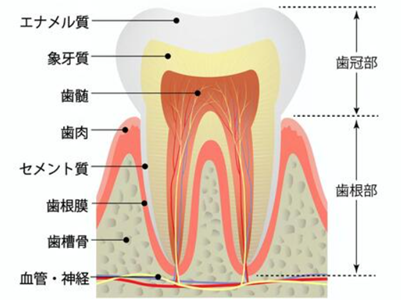 神経を抜くことになったら