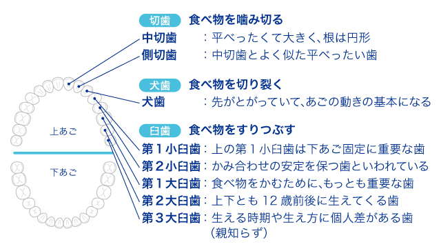 永久歯の種類